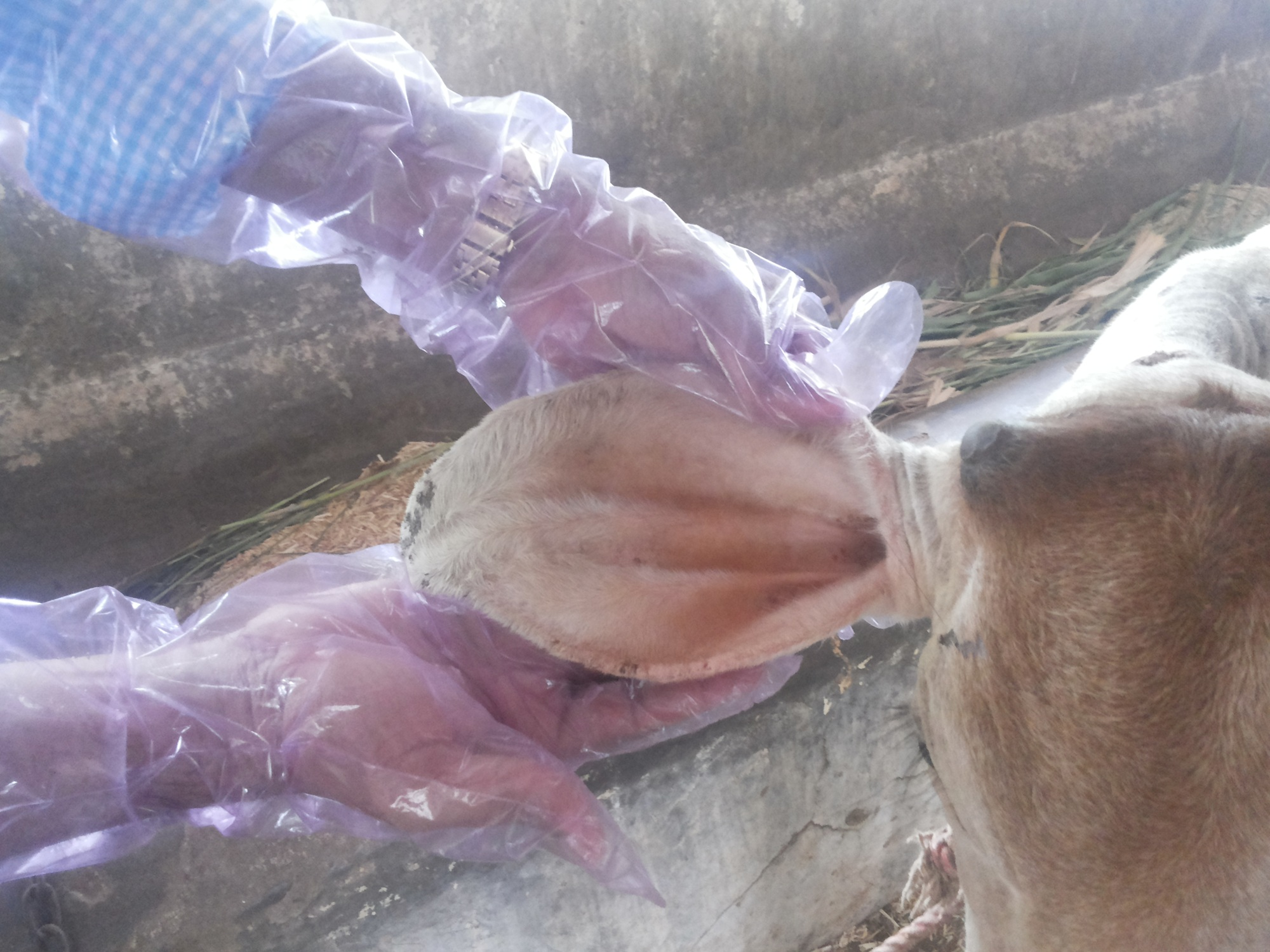 Indigenous technology